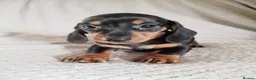 Dachshund dogs for sale: Puppies chocolate and black and tan dashounds  - Advert 3