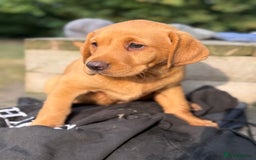 Labrador Retriever dogs for sale: Stunning ftch fox red puppies - Image 6
