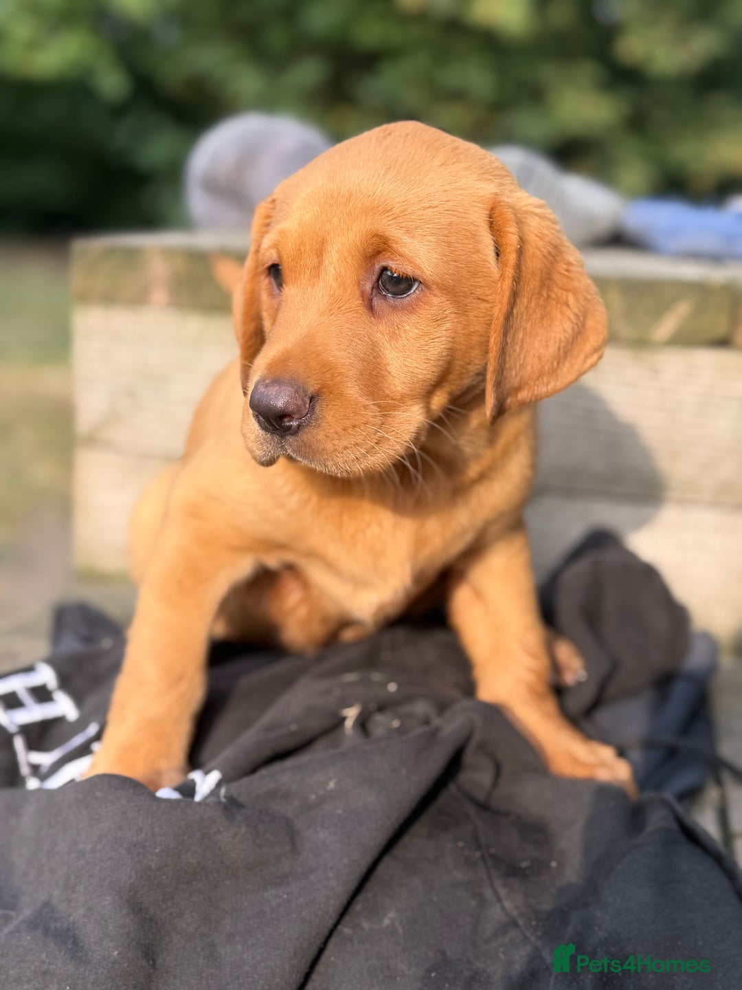 Labrador Retriever dogs for sale: Stunning ftch fox red puppies - Image 6