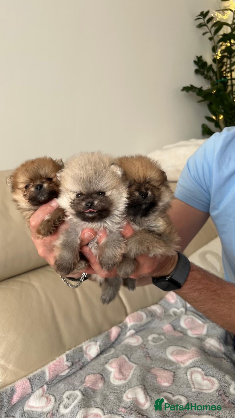 Pomeranian dogs ADORABLE PURE POMERANIAN KC - Advert 1