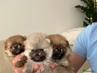 Pomeranian dogs for sale: ADORABLE PURE POMERANIAN KC - Advert 2