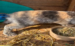 Harlequin rabbits for sale: Harlequin lionhead lop - Image 2