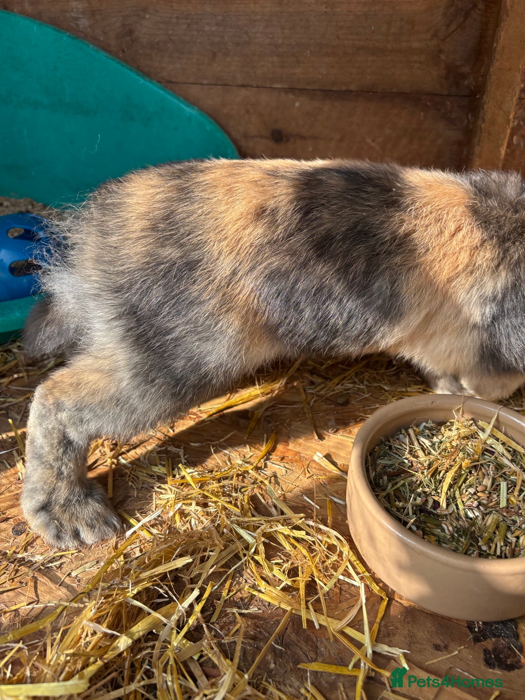 Harlequin rabbits for sale: Harlequin lionhead lop - Image 2