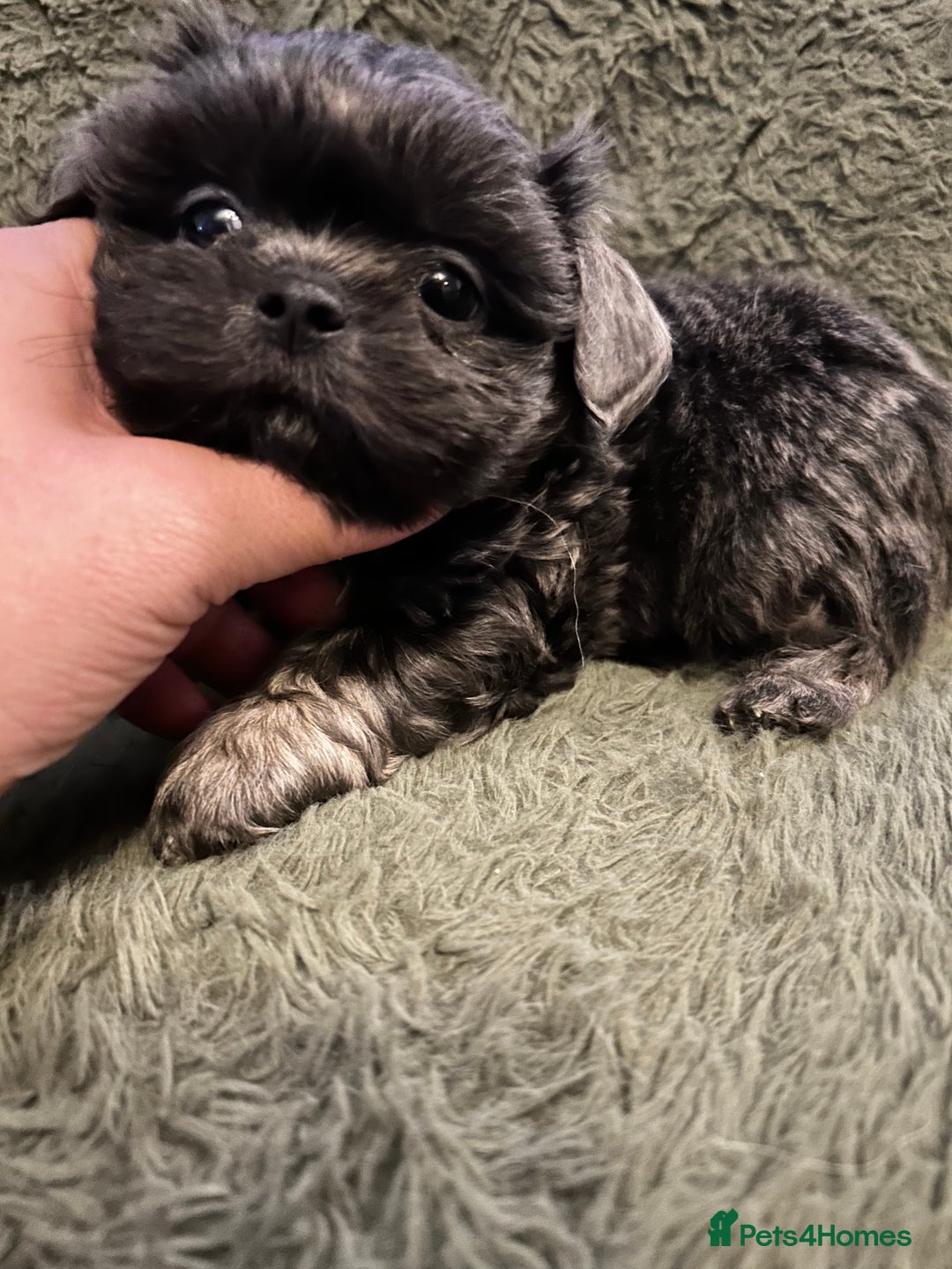 Shih Tzu dogs for sale: A lovely litter of Shih Tzu pups - Image 9