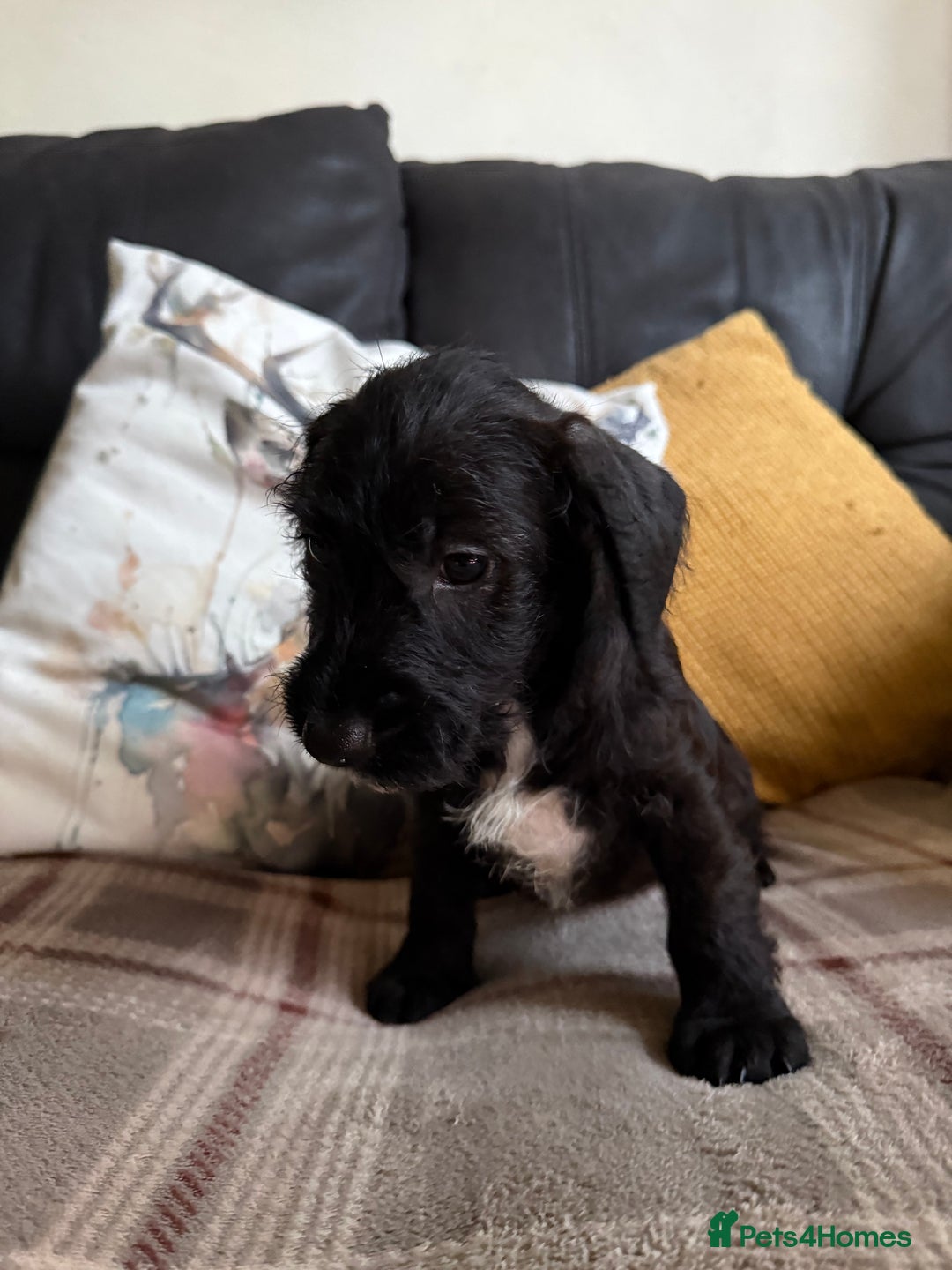 Mixed Breed dogs for sale: 🐾❤️ dachshund x Jack Russell puppies ❤️🐾 - Advert 7