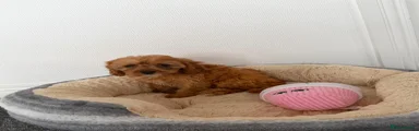 Cavapoo 5