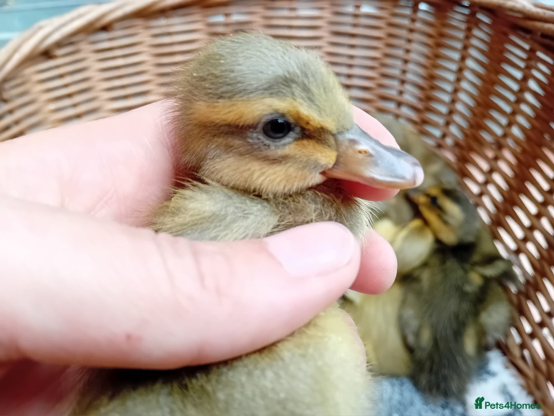 Ducks poultry for sale: Indian Runner Ducklings looking for Loving Homes - Image 8
