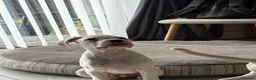 Boxer dogs for sale: 2 white  boxer puppies for sale  - Advert 3