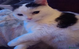 Mixed Breed cats for sale: Lovely lilo  - Image 5