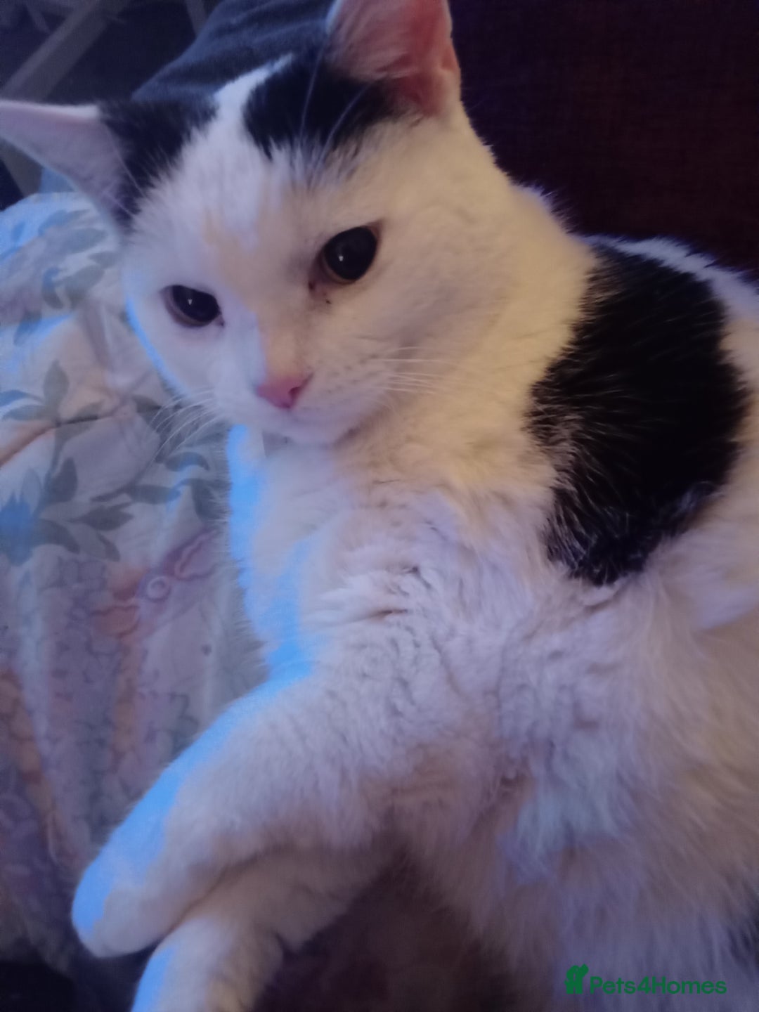 Mixed Breed cats for sale: Lovely lilo  - Image 5