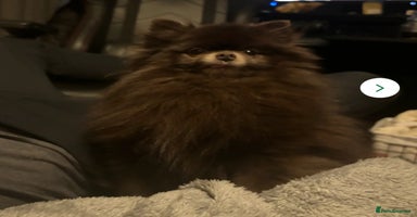 Pomeranian dogs - Advert 12