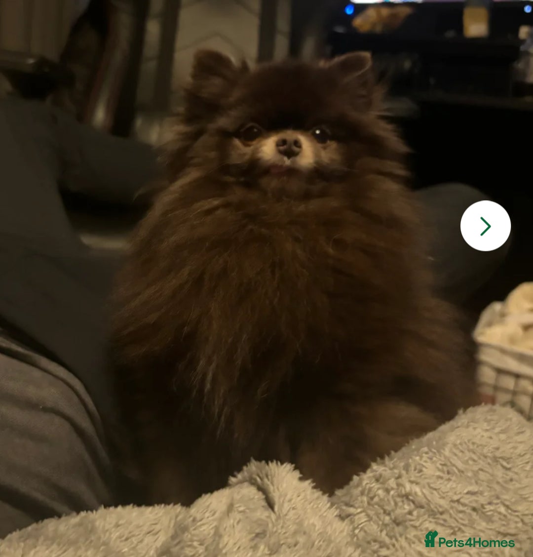 Pomeranian dogs for stud: Parti and lilac producing Russian chocolate stud  - Advert 2