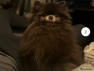 Pomeranian dogs - Advert 26