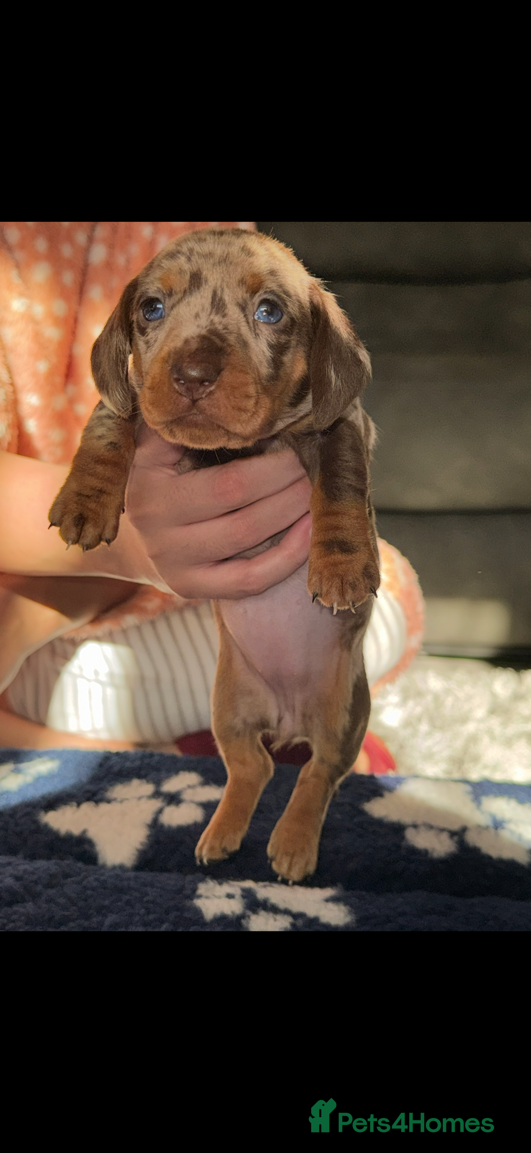 Miniature Dachshund dogs for sale: ‼️‼️Miniature Dachshund Puppies ‼️‼️ - Advert 12