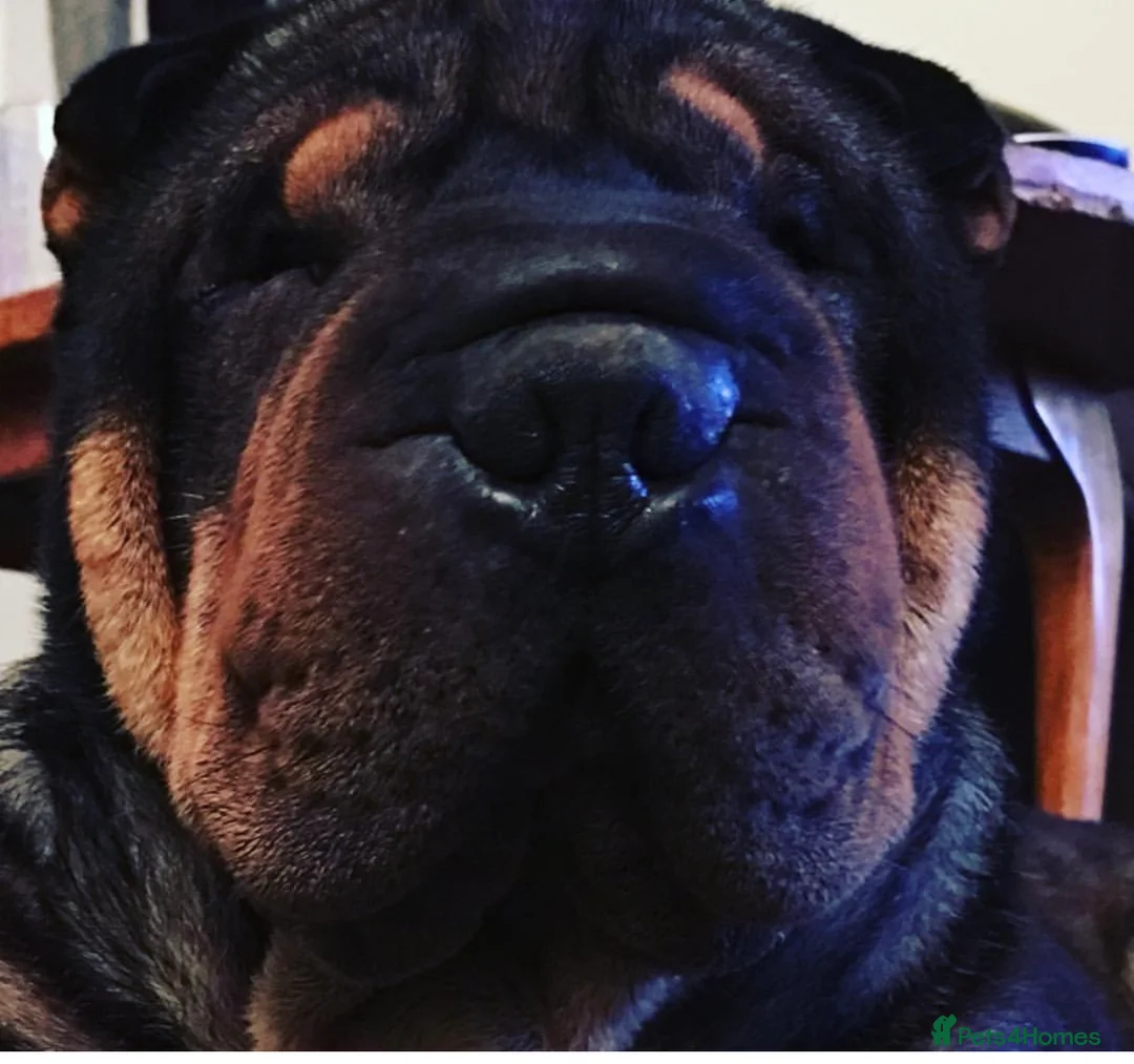 Shar Pei dogs for stud: THE HUSTLER BLACK AND TAN KC  in Scunthorpe - Advert 3