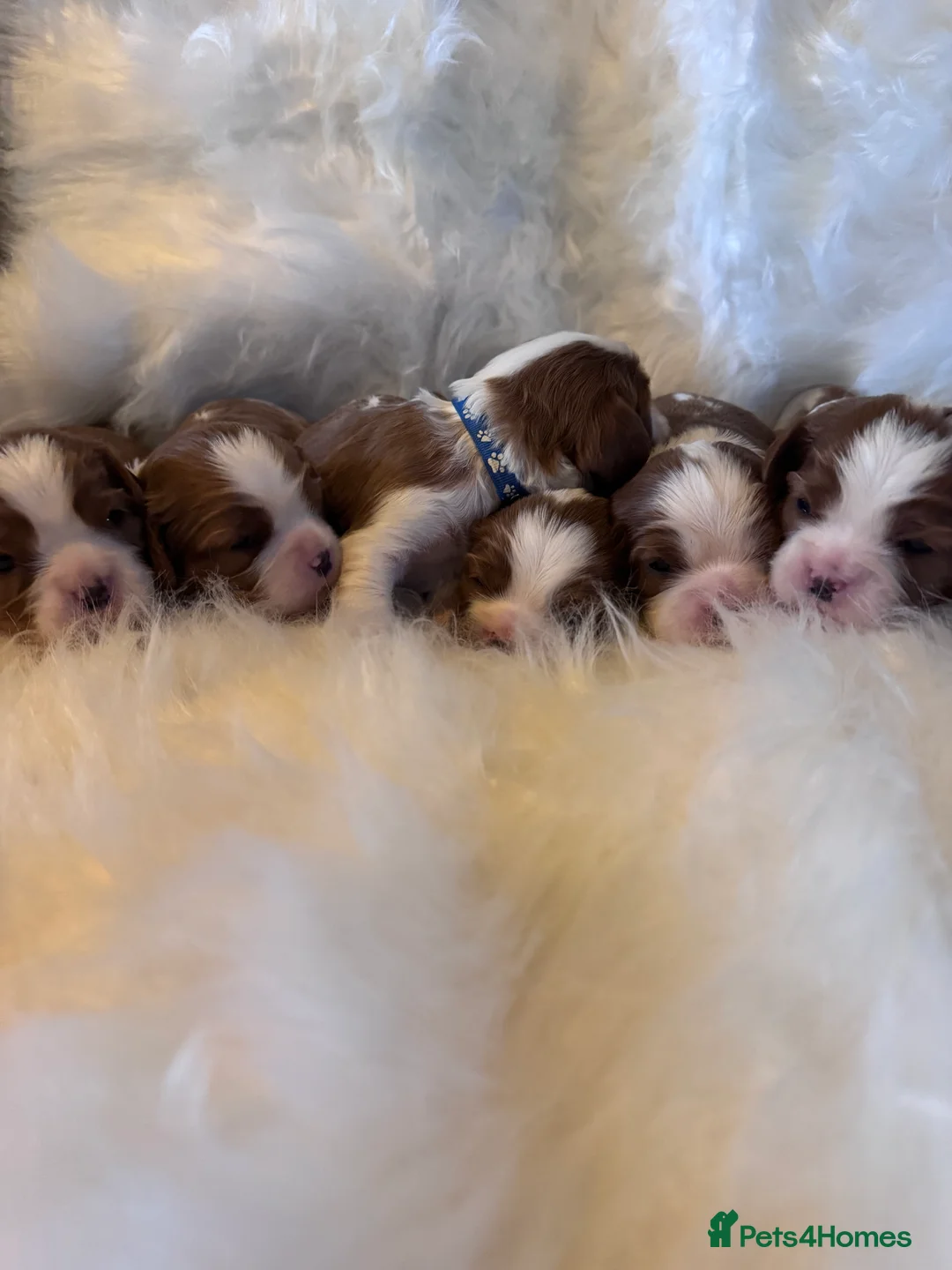 Cavalier King Charles Spaniel dogs for sale: Cavalier King Charles KC reg DNA 5* home breed - Advert 10
