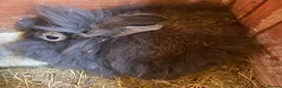 Lionhead rabbits for sale: Baby Lion head bunnies for sale - Advert 3