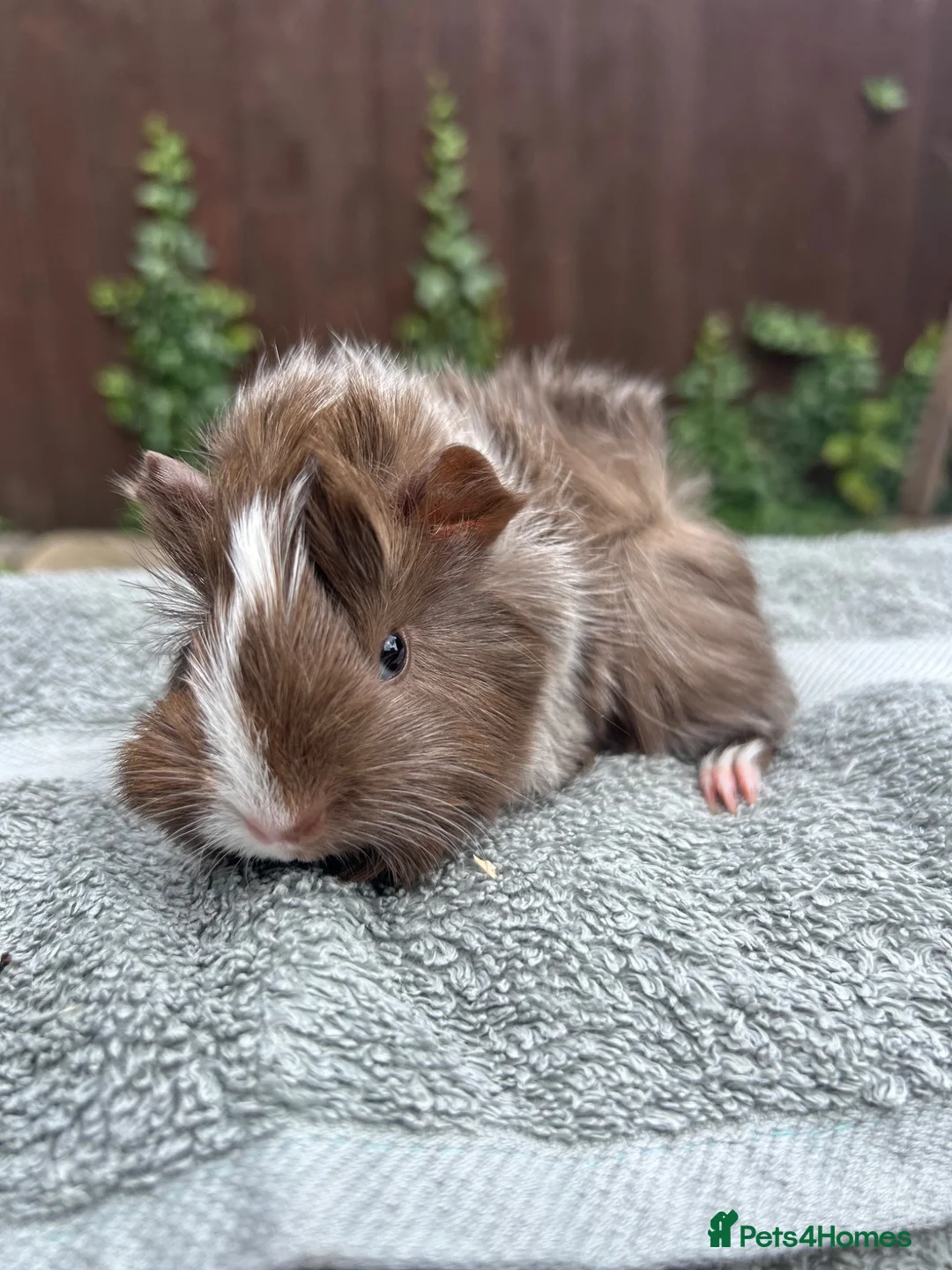 Guinea Pig rodents for sale: Female guinea pigs  - Advert 2