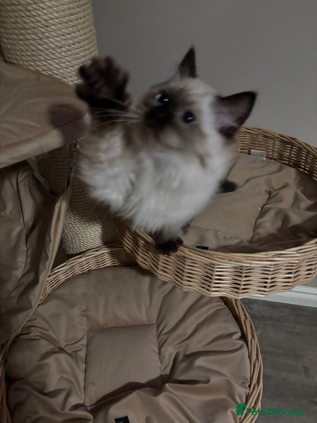 Ragdoll cats for sale: Stunning seal colourpoint boy gccf registered  - Advert 12