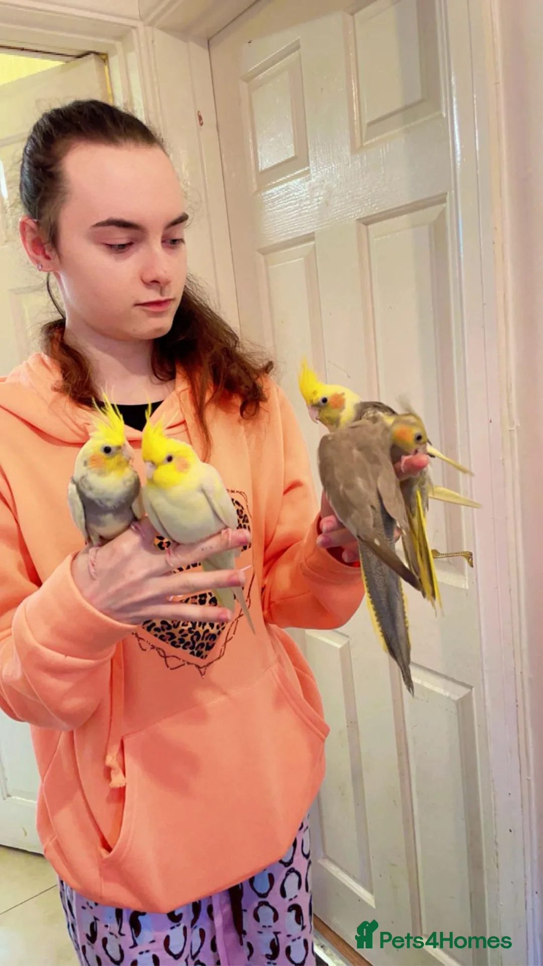 Cockatiels birds for sale: Cockateils - Advert 4