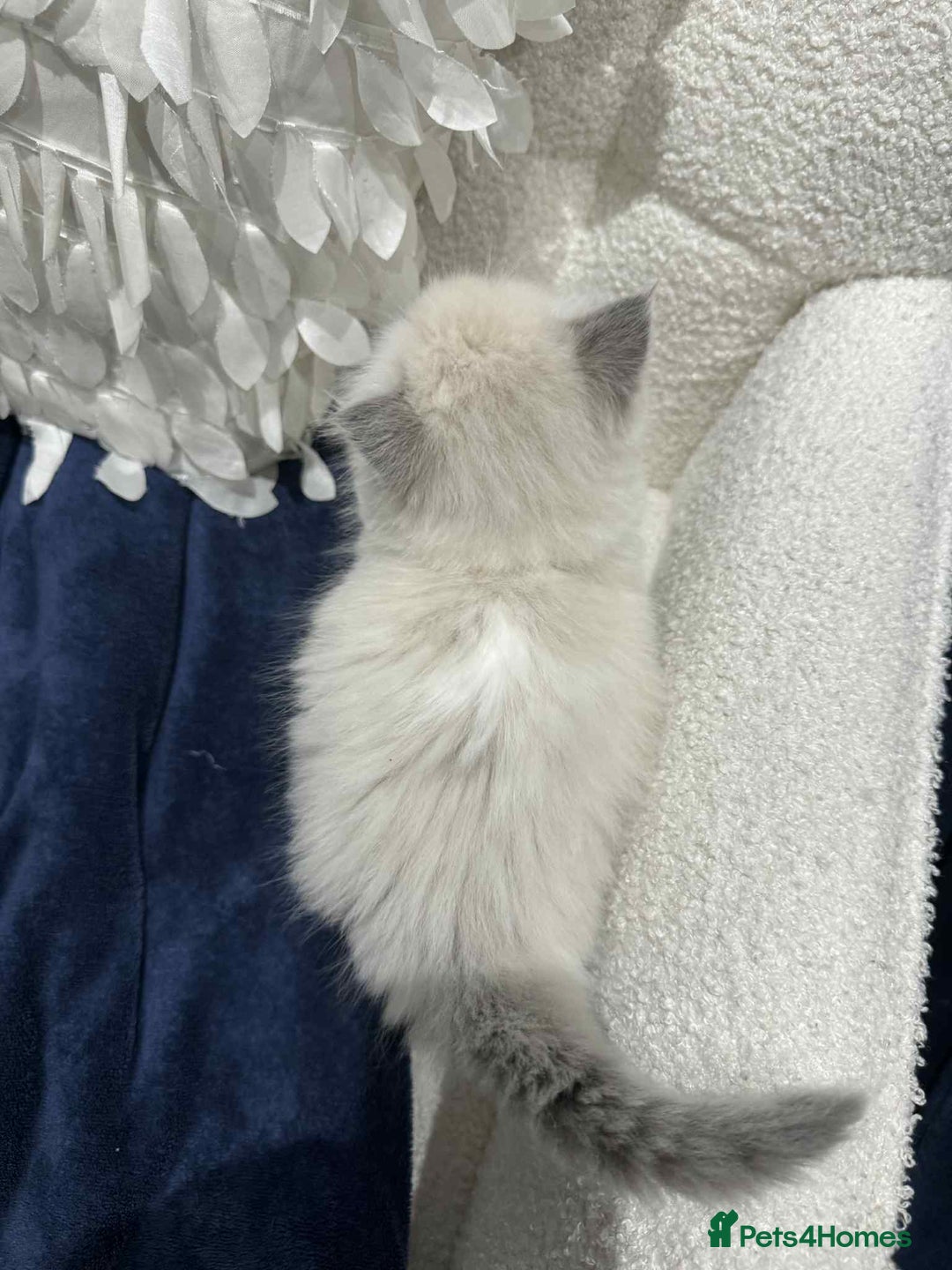 Ragdoll cats for sale: Lovely Ragdoll Kittens  - Advert 11