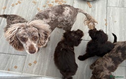 Cockapoo dogs for sale: LOVELY LITTER MERLE COCKAPOOS  - Image 13