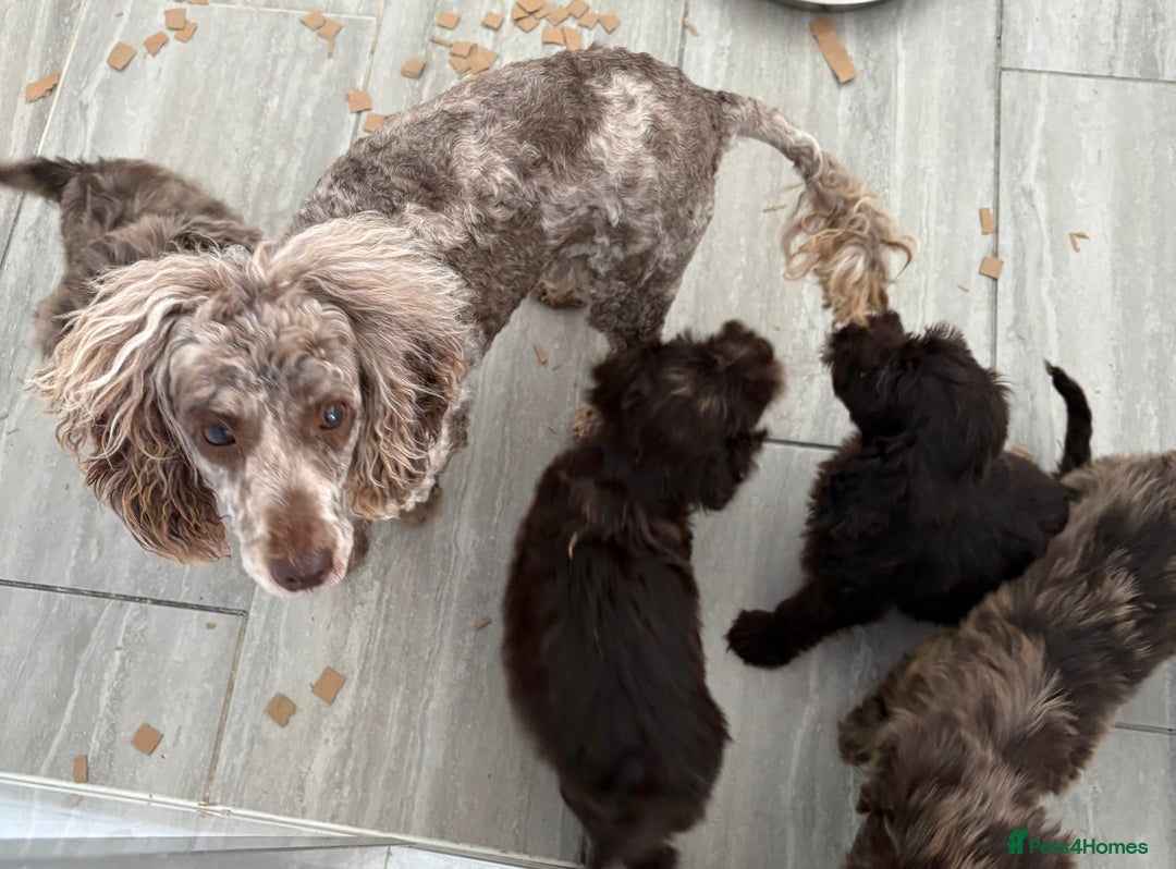 Cockapoo dogs for sale: LOVELY LITTER MERLE COCKAPOOS  - Image 13