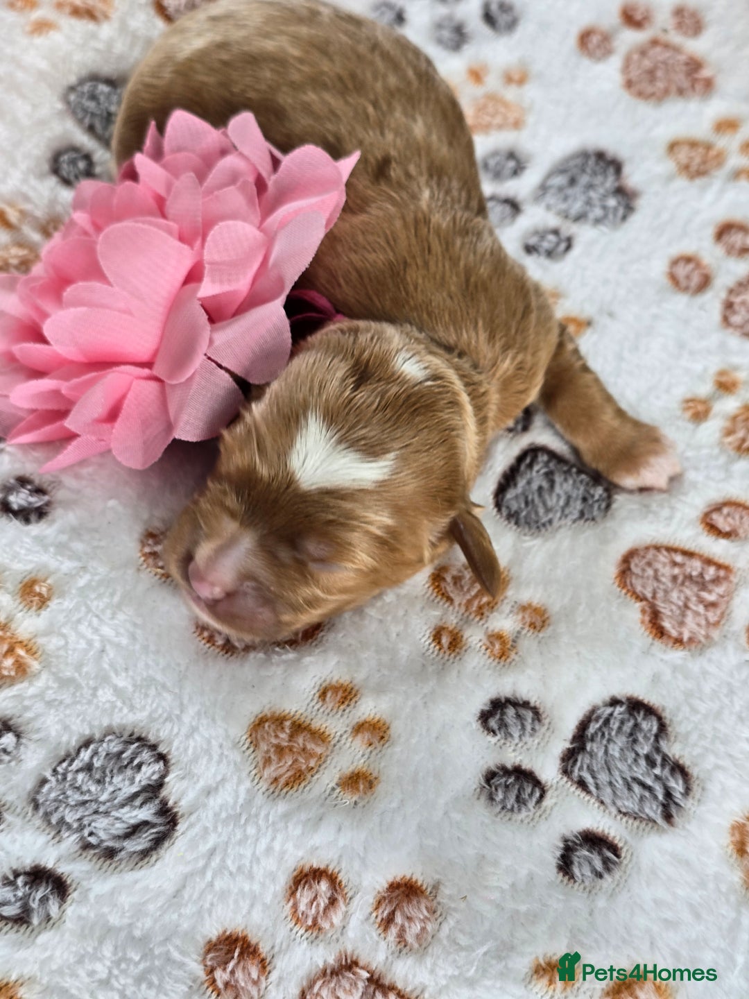Cavapoo dogs for sale: Cavapoo F1B pups licensed Breeder/health tested  - Image 11