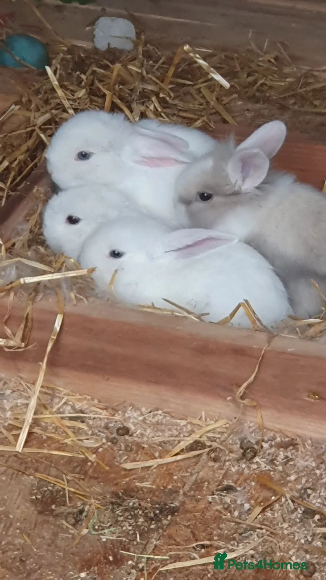 Mixed Breed rabbits for sale: Baby rabbits  - Advert 1