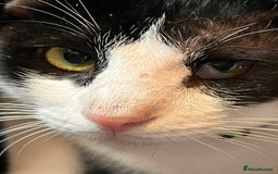 Arabian Mau cats for adoption: Beautiful Oreo - Image 1