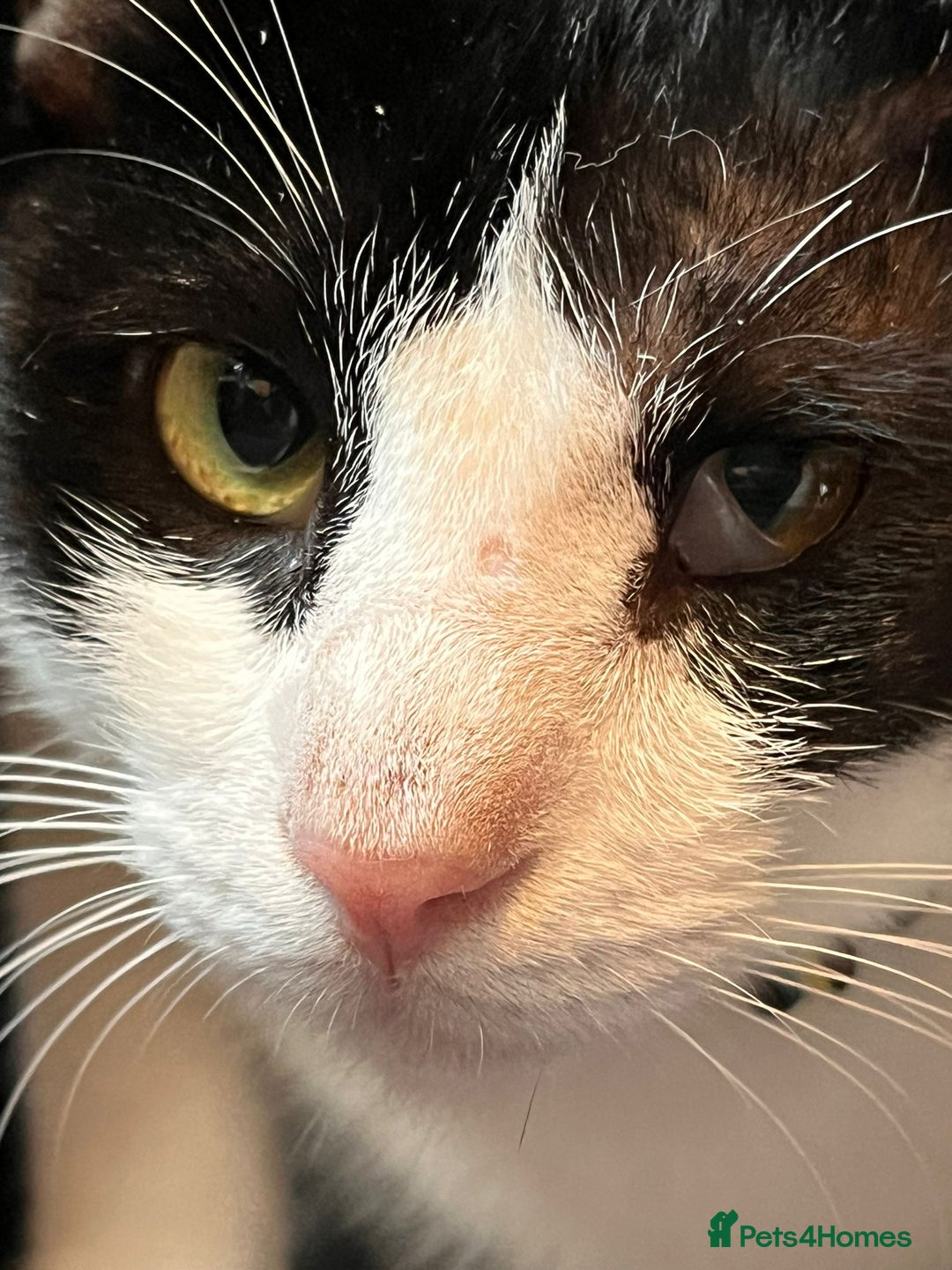 Arabian Mau cats for adoption: Beautiful Oreo - Image 1