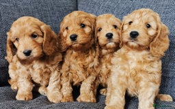 Cockapoo dogs for sale: Outstanding quality F1 Cockapoo pups  - Image 7