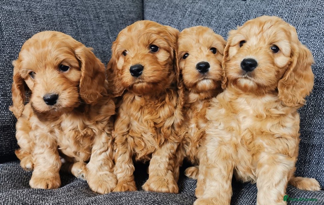 Cockapoo dogs for sale: Outstanding quality F1 Cockapoo pups  - Image 7
