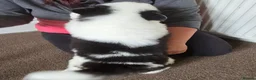 Siberian Husky dogs for sale: EBONY / ARYA SIBERIAN HUSKYS READY TO LEAVE  - Advert 40