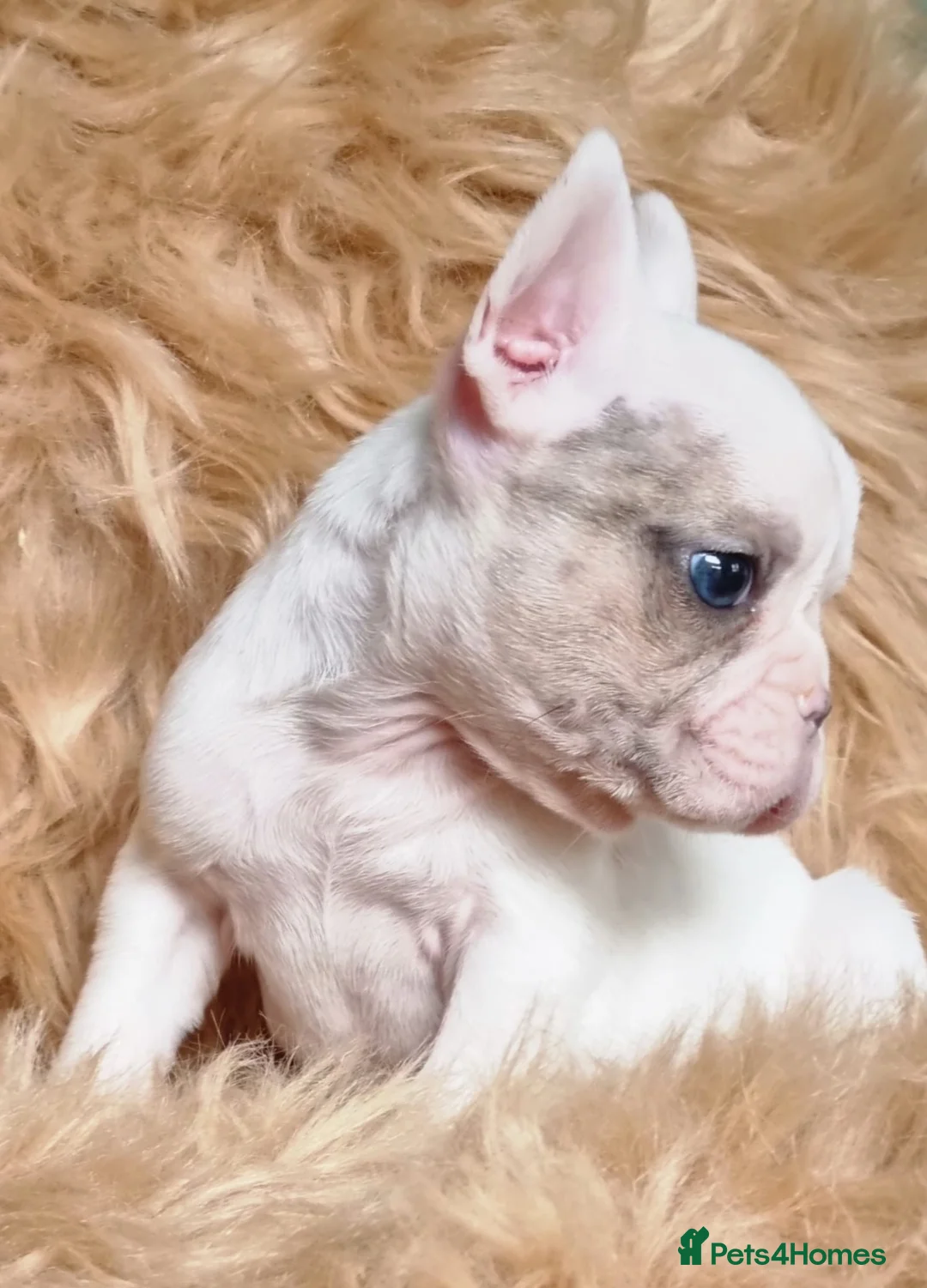 French Bulldog dogs for sale: Blue eyed White French Bulldogs - Advert 15