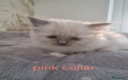 Ragdoll cats for sale: Ready to collect-Blue Point Kittens-Vaccinated - Image 23