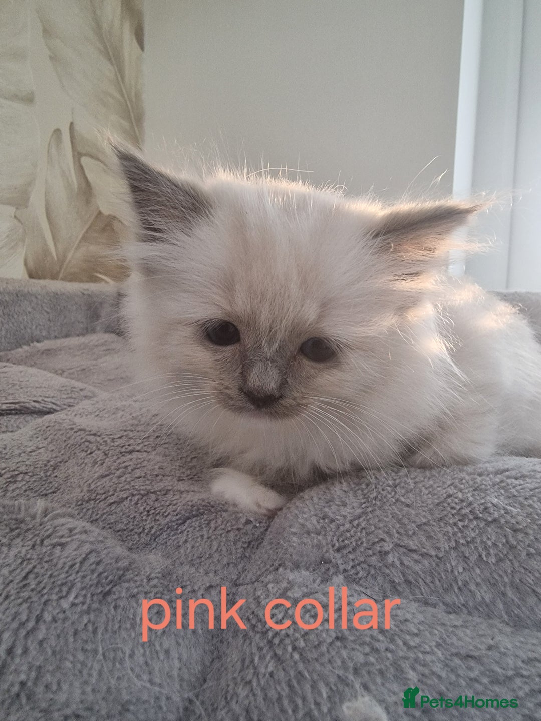 Ragdoll cats for sale: Ready to collect-Blue Point Kittens-Vaccinated - Image 23