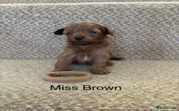 Cavapoo dogs for sale: X6 Stunning F1B Cavapoo puppies available  - Image 3