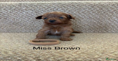Cavapoo dogs - Advert 6