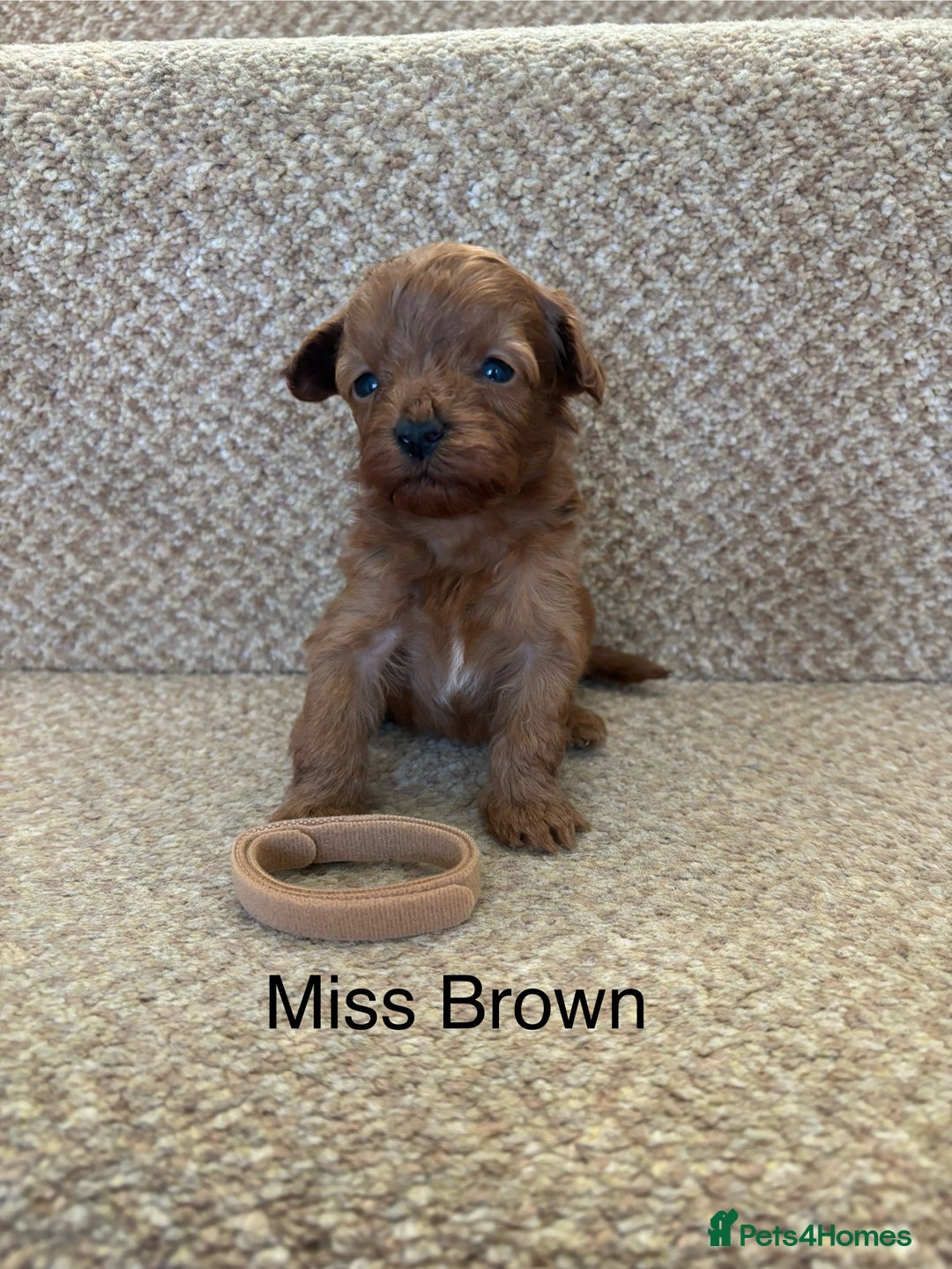 Cavapoo dogs for sale: X6 Stunning F1B Cavapoo puppies available  - Image 3