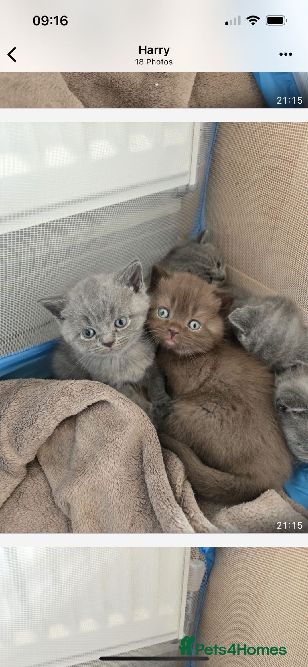 British Shorthair cats for stud: Lilac GCCF active stud Manchester  in Manchester - Image 29