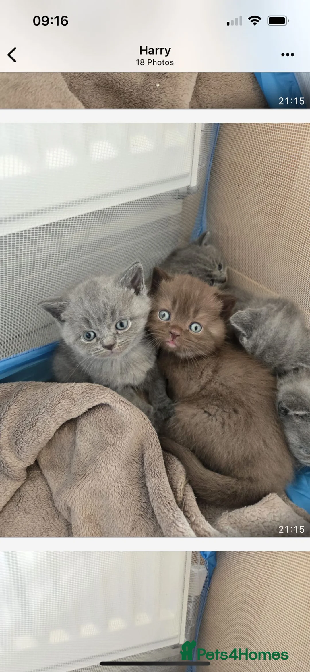 British Shorthair cats for stud: Lilac GCCF active stud Manchester  in Manchester - Advert 29