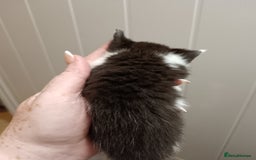 Mixed Breed cats for sale: 5 kittens  - Image 10