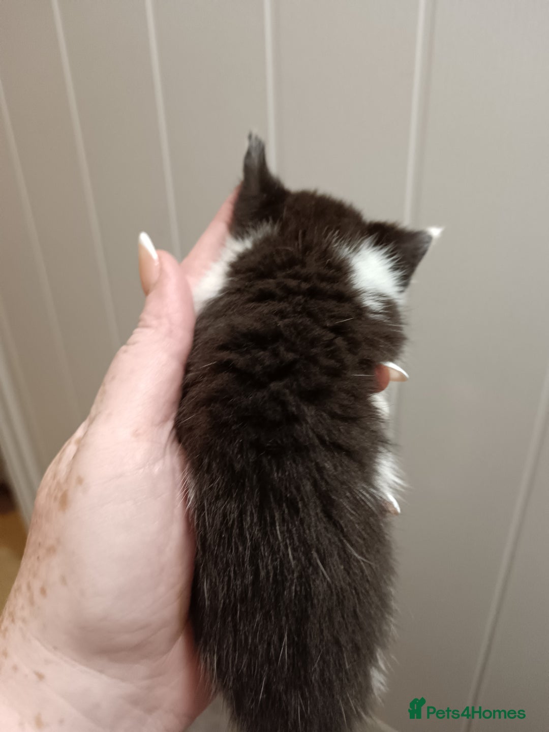 Mixed Breed cats for sale: 5 kittens  - Image 10