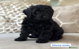 Cockapoo dogs for sale: ** BEAUTIFUL CHOC & EBONY TOY F1 COCKAPOO PUPS ** - Image 4
