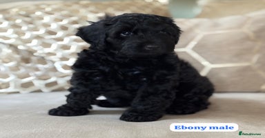Cockapoo dogs - Advert 3