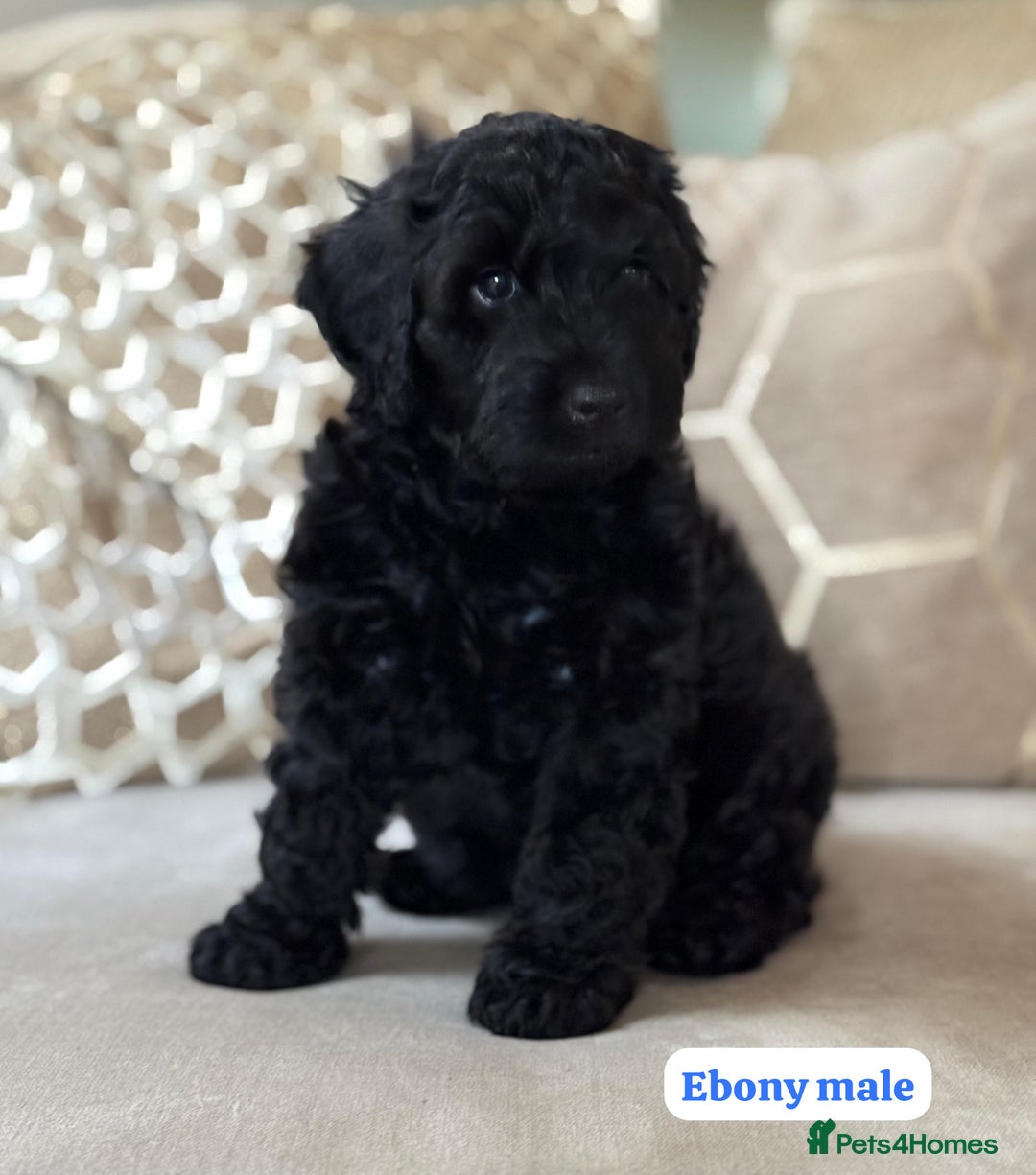 Cockapoo dogs for sale: ** BEAUTIFUL CHOC & EBONY TOY F1 COCKAPOO PUPS ** - Image 4