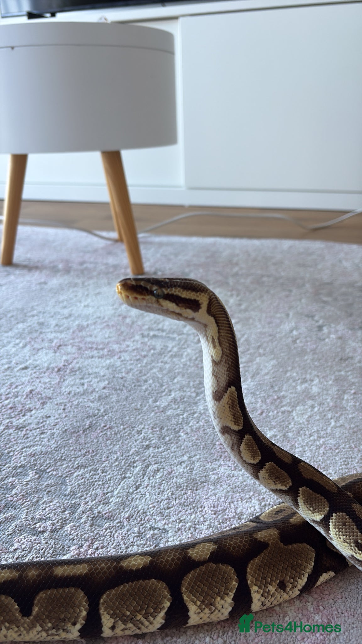 Python Snake reptiles Female Green eyed ball Python with set up - Advert 2