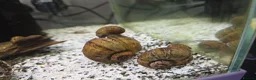 Goldfish fish for sale: Full setup including fish and snails  in Hebburn - Advert 7