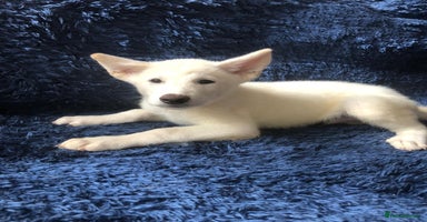 Japanese Akita Inu dogs - Advert 1